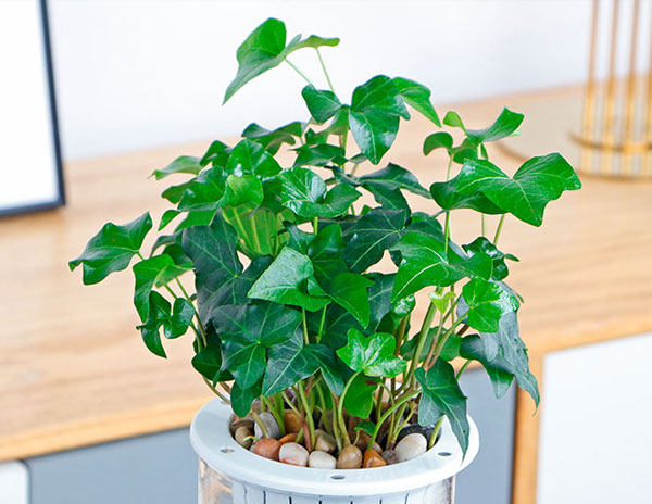 绿植租摆