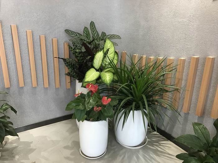 绿植租摆