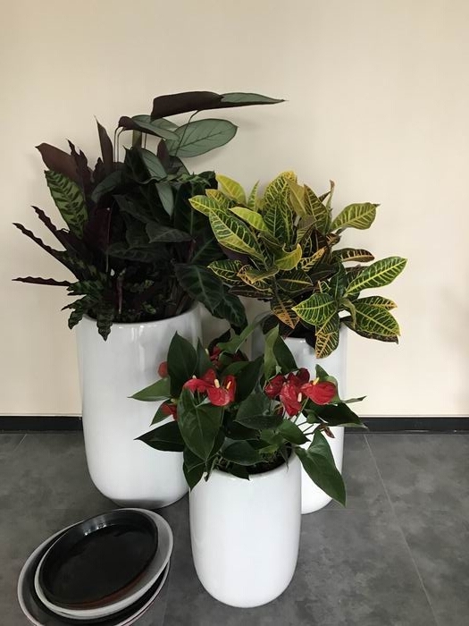 盆栽组合