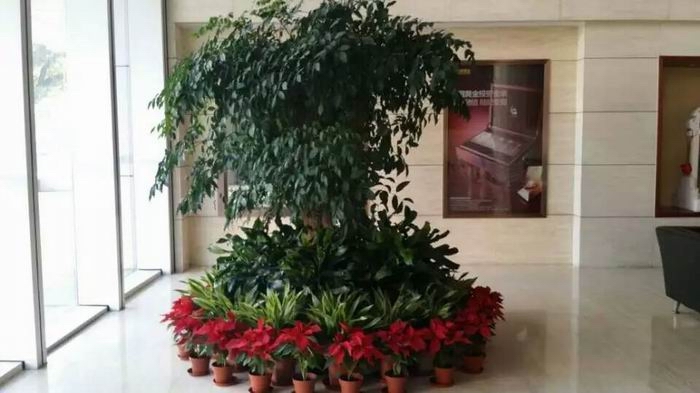 幸运树花坛组合