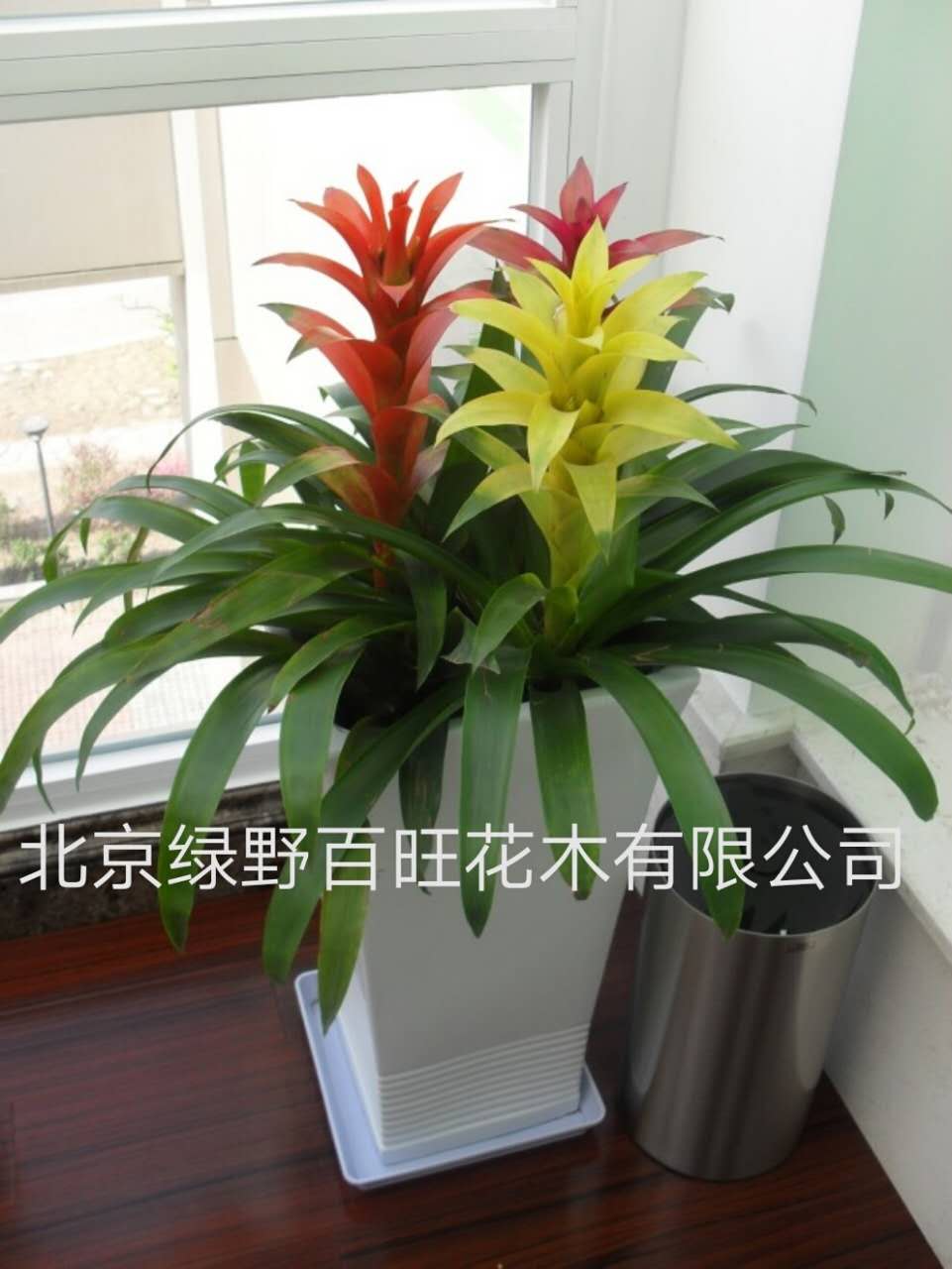 多彩隆运当头