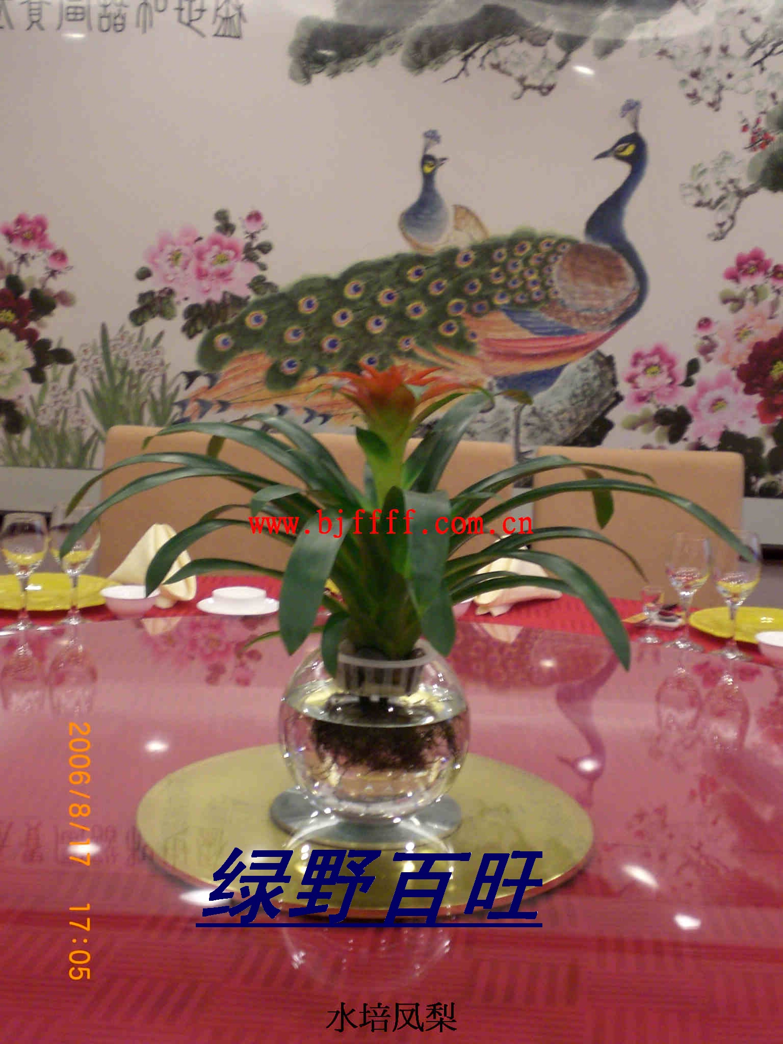 水培凤梨