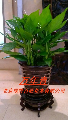万年青